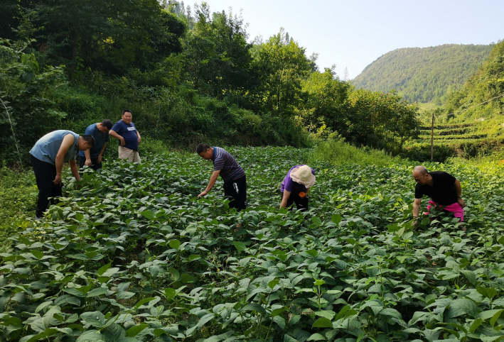 湖北恩施州农业农村局领导莅临岳氏集团5000亩富硒黑豆种植基地调研指导