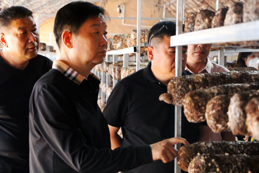合作共赢 优势互补 打造菌菇产业新高地——岳氏集团董事长岳平安一行到大武口区菌菇产业园交流考察